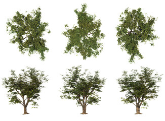Beautiful Plant And Tree PNG Image - Top And Front View Of Trees