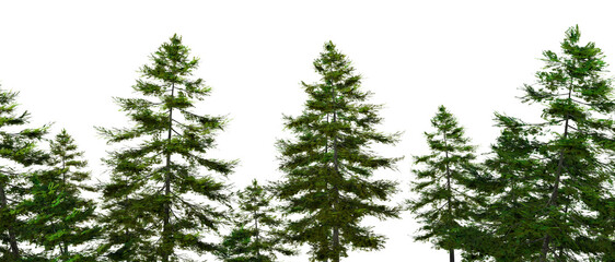 Green Pine Tree Forest Line Isolated on White Background