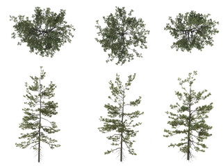 Beautiful Plant And Tree PNG Image - Top And Front View Of Trees