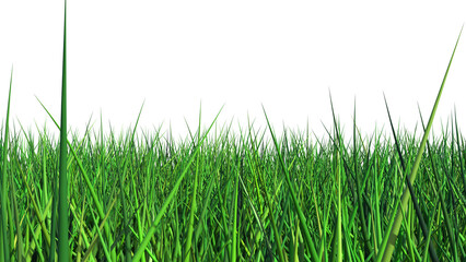 Beautiful Grass and Plant PNG Image - Front View Of Trees