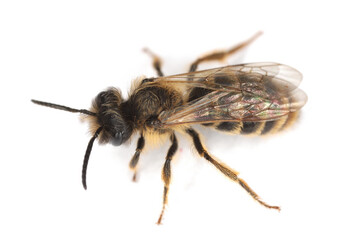 A small wild bee on a white background. Andrenidae, Andrena.