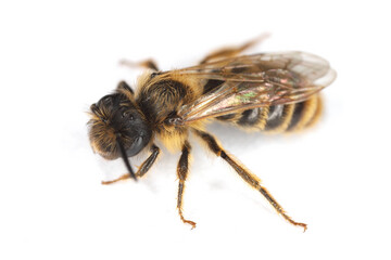 A small wild bee on a white background. Andrenidae, Andrena.