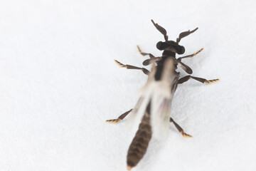 Male of Stylops. Strepsiptera, this is a mysterious order of insects that are parasites of other...