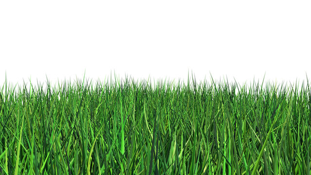 Beautiful Grass and Plant PNG Image - Front View Of Trees