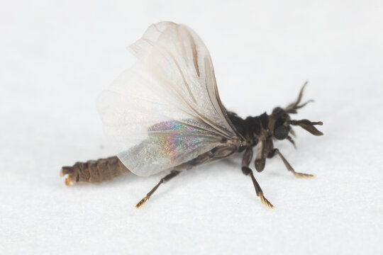 Male of Stylops. Strepsiptera, this is a mysterious order of insects that are parasites of other insects, mainly bees.