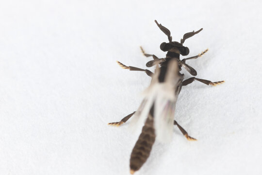 Male of Stylops. Strepsiptera, this is a mysterious order of insects that are parasites of other insects, mainly bees.
