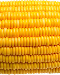 realistic corn background png