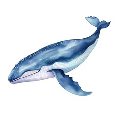 Whale Blue whale watercolor