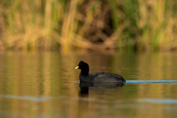 White winged coot in a Pampas Lagoon environment, La Pampa, Argentina