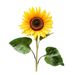 sunflower isolated on white background. With clipping path