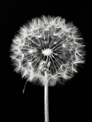 Blowball Wishes - Dandelion Seeds Blowing in the Wind - Isolated Wild Plant with Flying Seeds for Nature Concept Design