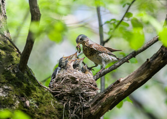 thrush bird has arrived at its nest in a tree and is feeding its chicks with worms in the spring garden