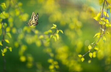 swallowtail butterfly flies in a sunny shiny garden in spring near birch branches