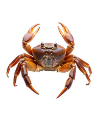Dungeness crab