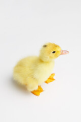 yellow little duckling