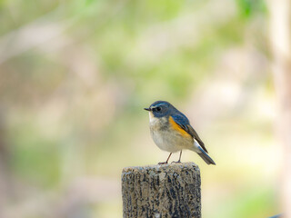 杭の上に留まっているルリビタキの雄
