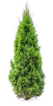 Isolated Eastern Arborvitae Bush on White Background. Thuja Green Plant with Nature in Nobody's Single Image