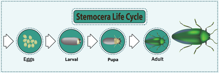 Sternocera Life Cycle Graphic resourial