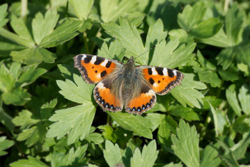 Small tortoiseshell butterfly (Aglais urticae) sitting on a grass field in Zurich, Switzerland
