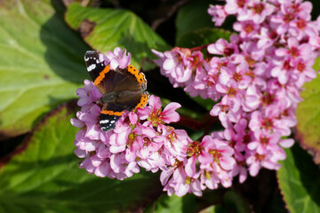 Red admiral butterfly (Vanessa Atalanta) sitting on a pink flower in Zurich, Switzerland