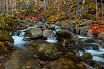 Górski potok Podgórna (Przesieka) jesienią w otoczeniu lasu w górach Karkonosze - obrazy, fototapety, plakaty
