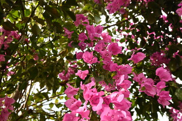 pink and white lilac