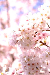 さくら　sakura