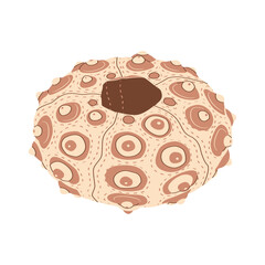 Sea urchin, vector flat illustration for your design. seashell isolated on white background. Under the sea. Isolated on a white background. Vector illustration