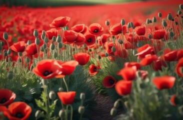 Fototapeta premium Sunset over poppy field on countryside. Selective focus.