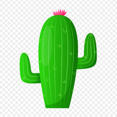 Cactus illustration on transparent background