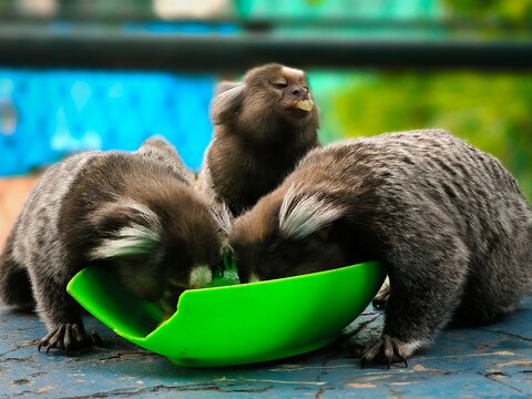 Rio de Janeiro, RJ, Brazil, 03/23/2024 - Common marmosets, sagui-de-tufo-branco, Callithrix jacchus, eating a sliced banana at Grajau Country Club, Grajau neighborhood, North Zone of Rio de Janeiro