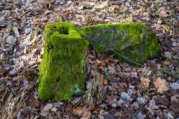 Mossy cut tree trunk in the forest. Autumn.