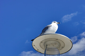 A seabird seagull that lives in urban places stands on top of a city solar lamp
