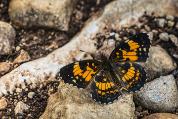 Silvery Checkerspot, Chlosyne nycteis