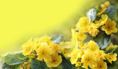 Background with yellow primula flowers.