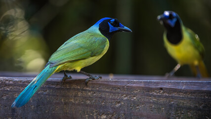 Green Jay, Cyanocorax yncas, at National Butterfly Center