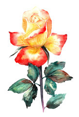 Isolated clip art of a yellow and red rose on a stem with leaves