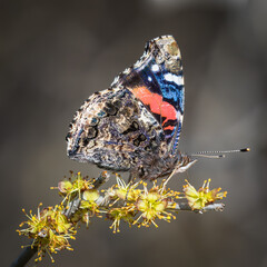 Red Admiral,Vanessa atalanta, on Elbowbush