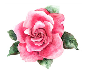 Artistic drawing of pink rose flower with leaves