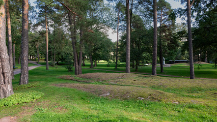 trees in the park