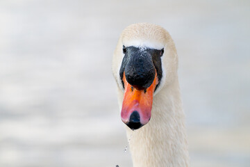 close up of a mute swan
