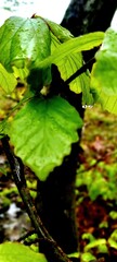 Obraz premium green leaves in water