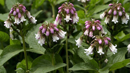 Comfrey herb, scientifically known as Symphytum officinale, is a perennial plant valued for its medicinal properties and traditional uses in herbal medicine.