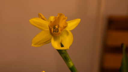 yellow daffodil flower