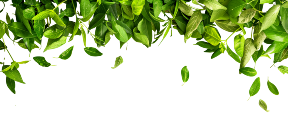 Green leaves on a transparent background. Draft
Earth Day