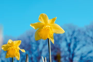  Picture of Yellow Easter flowers with a blue sky. March 2024. Location: Antwerp, Belgium © kristof Leffelaer