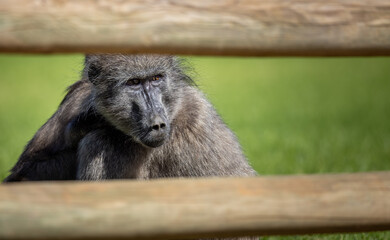 frei lebender Affe hinter einem rustikalen Gartenzaun aus Holz, Pavian, Neugierde