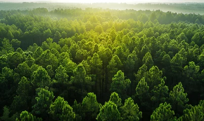 Poster Aerial view of pine forest in the morning © Natalina