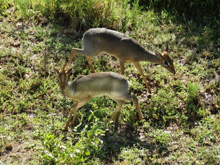 Two baby topi antelopes in the Serengeti National Park, Tanzania