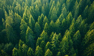 Aerial view of pine forest in the morning